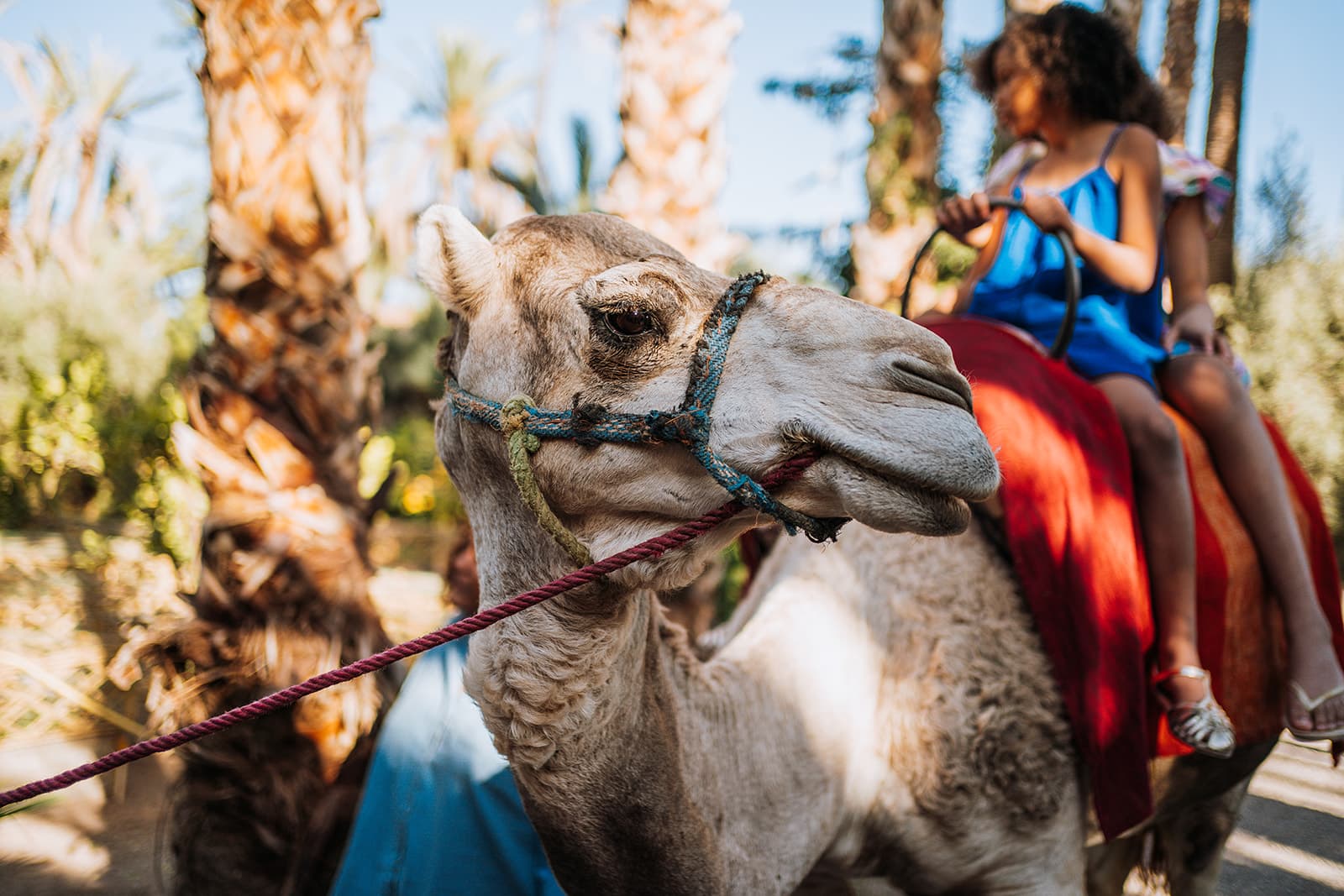 CAMEL RIDES — Jnane Tamsna