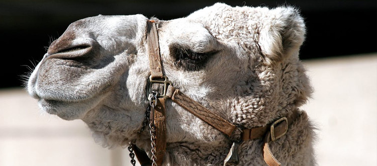 CAMEL OR BIKE RIDE