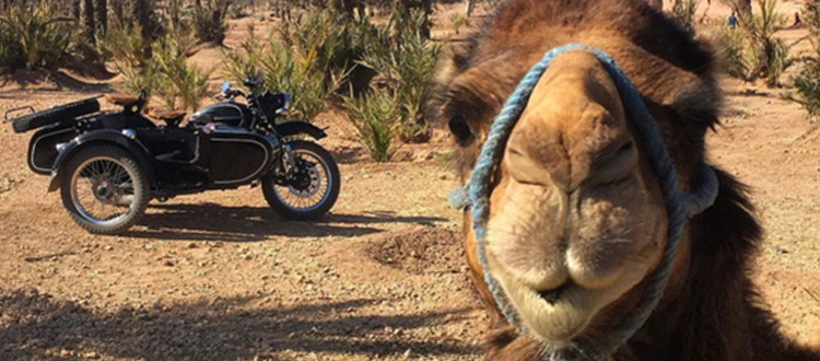 SIDECAR TOUR IN THE PALM GROVE OR MEDINA OR STONE DESERT (AGAFAY)